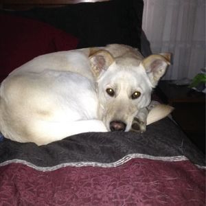 Meet your Posher, Frankie